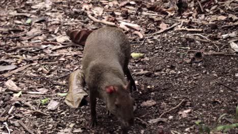 Mexican-Agouti-Zereke-Looking-for-Food-on-the-Ground