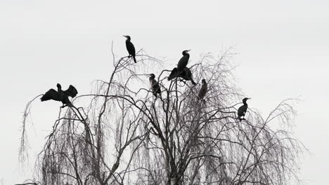 A-group-of-Jet-Black-Cormorant-birds-take-to-the-top-of-a-leafless-Willow-Tree-near-water-in-Worcestershire,-England