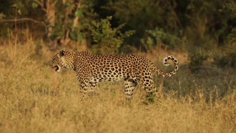 Panning-shot-of-a-female-leopard-walking-in-slow-motion-in-golden-light,-Khwai-Botswana