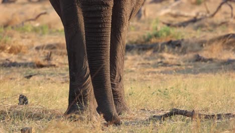 Medium-closeup-of-an-African-elephant's-trunk-and-feet-moving-through-the-dry-grassland,-Khwai-Botswana