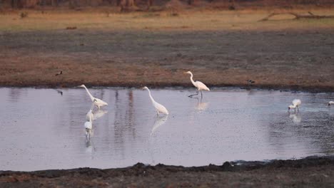 Extreme-wide-shot-of-egrets-and-spoonbills-fishing-in-a-waterhole-in-Khwai-Botswana