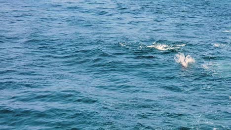 Par-De-Delfines-Atlánticos-De-Lados-Blancos-Nadando-En-El-Océano-Atlántico
