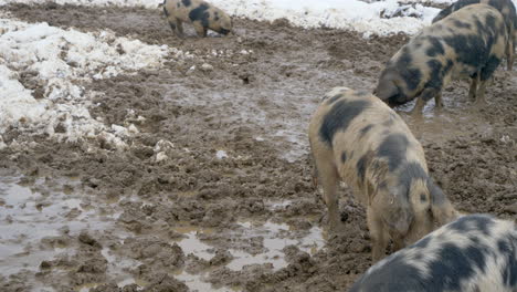 Gruppe-Haariger-Mangalica-Schweine,-Die-Auf-Vereisten-Und-Schlammigen-Farmfeldern-Nach-Nahrung-Suchen,-Nahaufnahme