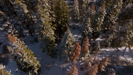 Overhead-Douglas-Fir-trees-with-a-boom-and-tilt-up-to-reveal-mountain-range-horizon-in-Lake-Tahoe,-Nevada