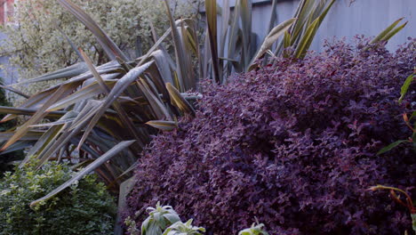 New-Zealand-Flax-Phormium,-pittosporum,-Buxus-covered-with-Frost-and-ice