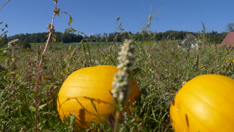 Slow-dolly-forward-through-Pumpkin-Patch-during-sunlight-and-blue-sky-in-backdrop---Halloween-and-Thanksgiving-Preparation