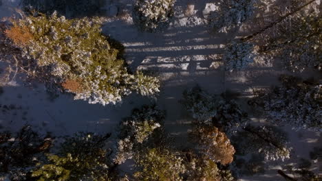 Overhead-aerial-of-Douglas-Fir-trees-in-Lake-Tahoe,-Nevada-with-a-boom-up