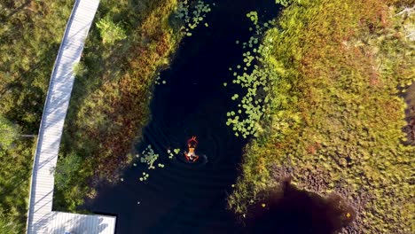 A-rising-aerial-of-a-girl-swimming-in-a-bog-lake-in-Soomaa,-Estonia