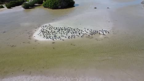 seagulls-resting-on-island-near-mangroves-shot-from-above