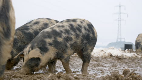 Closeup-of-young-Mangalica-Piglets-digging-in-frozen-wet-mud-during-cold-winter-day-on-field