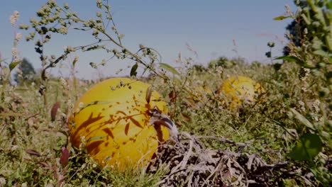 Several-orange-Pumpkins-lying-between-dried-plants-on-farm-field-during-fall-seaon