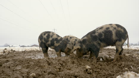 Tiefwinkelaufnahme-Süßer-Mangalica-Schweine,-Die-Im-Winter-Auf-Schlammigem-Boden-Nach-Nahrung-Suchen