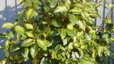Euonymus-bush-in-UK-winter-garden-static