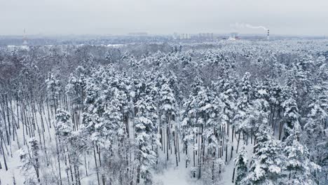 Beautiful-Snowbound-Forest-Near-City-Suburban-Area