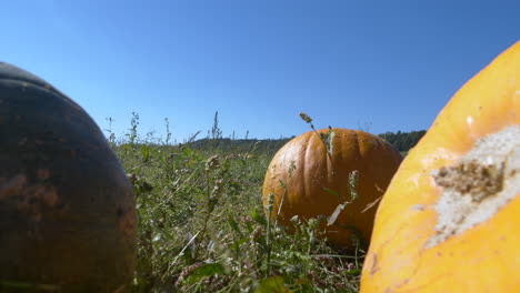 Slow-dolly-close-up-of-organic-growing-Pumpkins-on-agricultural-field-on-countryside-during-sunny-day-in-autumn
