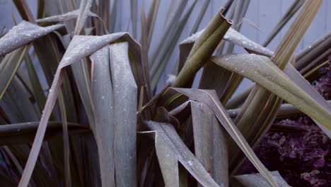 Eye-level-Pan-of-New-Zealand-Flax-Phormium-with-Frost-and-ice