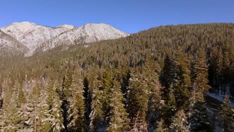 Erheben-Sie-Sich-über-Douglasien-Mit-Blick-Auf-Die-Berggipfel-In-Lake-Tahoe,-Nevada-An-Einem-Wunderschönen-Wintertag-Mit-Klarem-Blauem-Himmel
