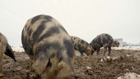 Close-up-shot-of-European-pigs-on-countryside-eating-food-of-snowy-ground-during-winter
