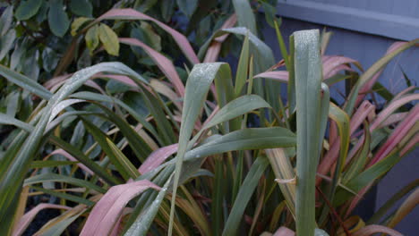 New-Zealand-Flax-Phormium-covered-with-Frost-and-ice-with-Photinia-Red-Robin-Shrub-in-Back-ground,-MS