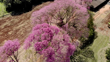 Luftaufnahme-Eines-Schönen-Blühenden-Rosa-Ipe-baums