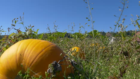 Slow-panning-shot-of-growing-huge-Pumpkin-on-Field-during-sunny-day-with-blue-sky