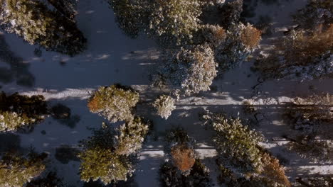 Overhead-view-of-Douglas-Fir-trees-in-the-snow-with-a-scroll-up
