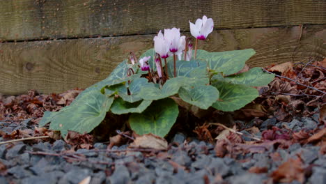 Cyclamen-white-pink-in-garden-with-gravel-and-autumn-leaves-debris,-static