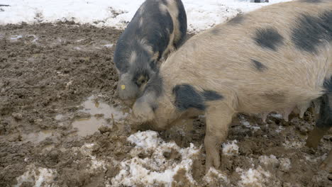 Close-up-shot-of-wild-Pigs-foraging-food-in-dirty-mud-pool-during-snowy-day-on-farmland