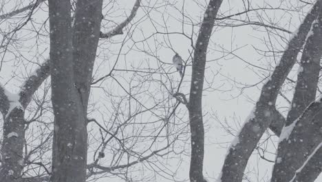 Blue-jay-resting-on-a-branch-during-heavy-snowfall