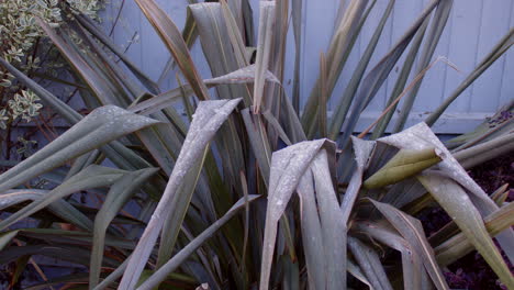 New-Zealand-Flax-Phormium-with-Frost-and-ice-on-dark-green-leaves,-MS
