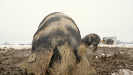 Close-up-shot-of-brown-and-black-hairy-sows-with-snow-on-nose-grazing-in-mud-field-during-winter