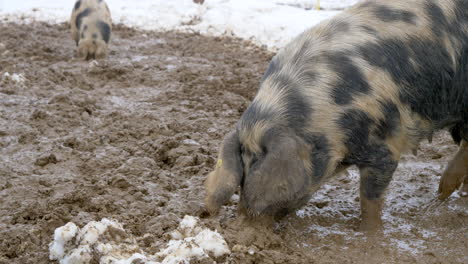Close-up-shot-of-cute-pigs-foraging-food-in-dirty-mud-field-during-snowy-winter-day