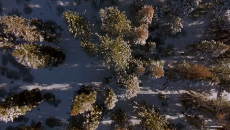 Overhead-view-of-Douglas-Fir-trees-in-a-forest-in-Lake-Tahoe,-Nevada-with-a-scroll-down