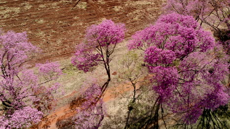 Aerial-view-of-a-beautiful-Flowering-pink-ipe-tree