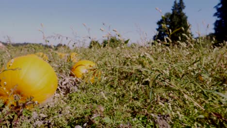 Dolly-forward-shot-through-field-of-growing-yellow-pumpkins-during-sunny-day-and-blue-sky,close-up