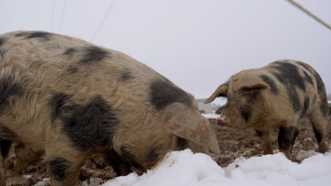 Group-of-hairy-European-pigs-digging-with-nose-in-snow-on-farm-field,close-up