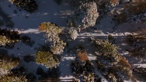 Overhead-view-of-Douglas-Firs-in-a-forest-after-a-snowfall-with-a-boom-down-towards-the-tree-tops