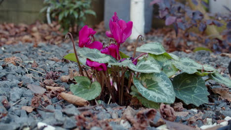 Cyclamen-Dark-Pink-in-garden-with-gravel-and-autumn-leaves-debris,-static