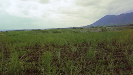 A-panning-shot-of-the-sugarcane-field-to-the-empty-road-from-left-to-right,-surrounded-by-tall-grass