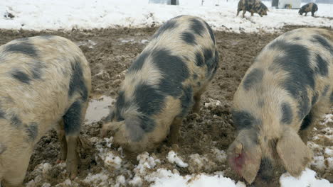 Group-of-Mangalitza-Piglets-eating-food-outdoors-in-dirt-and-snow,close-up