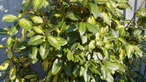 Euonymus-bush-in-UK-winter-garden,-Tilt-up