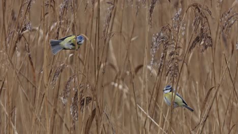 Two-blue-tits-hang-from-a-reed-stem-and-eat-from-the-reed