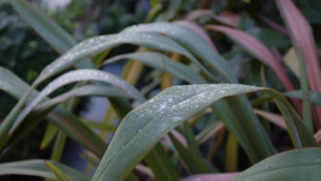New-Zealand-Flax-Phormium-covered-with-Frost-and-ice-with-Phormium-background,-MS