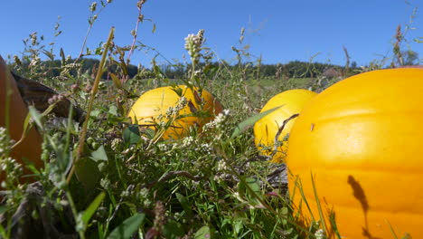Panning-shot-of-large-Orange-Pumpkin-Patch-growing-on-field-during-sunny-day-with-blue-sky