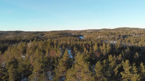 Drohne,-Die-An-Einem-Hellen,-Sonnigen-Wintertag-über-Fichten-Auf-Verschneiten-Wäldern-In-Norwegen-Fliegt