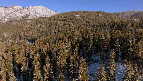 Panoramic-view-of-Douglas-Firs-and-snow-capped-mountain-peaks-in-Lake-Tahoe,-Nevada