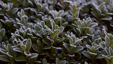 Buxus-bush-covered-in-frost-CU