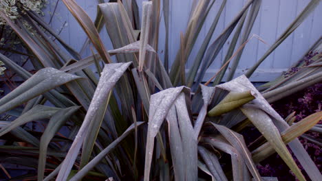 Top-view-Pan-of-New-Zealand-Flax-Phormium-with-Frost-and-ice