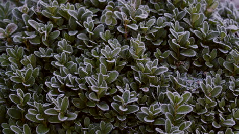 Buxus-bush-covered-in-frost-MS