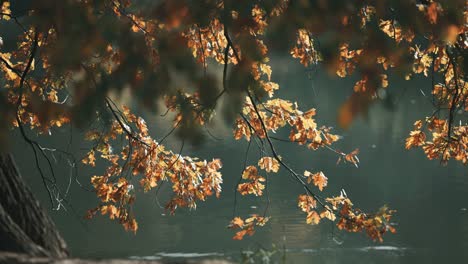 Eine-Nahaufnahme-Der-Hellen-Herbstblätter-Auf-Der-Alten-Eiche-Am-Ufer-Eines-Teichs